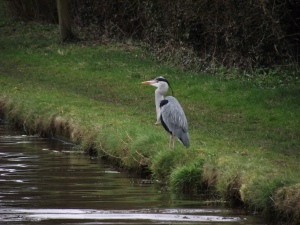 Heron sat still for this photo