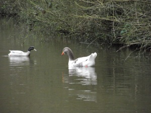 Not a cuckoo but a goose and duck who seem to be best pals